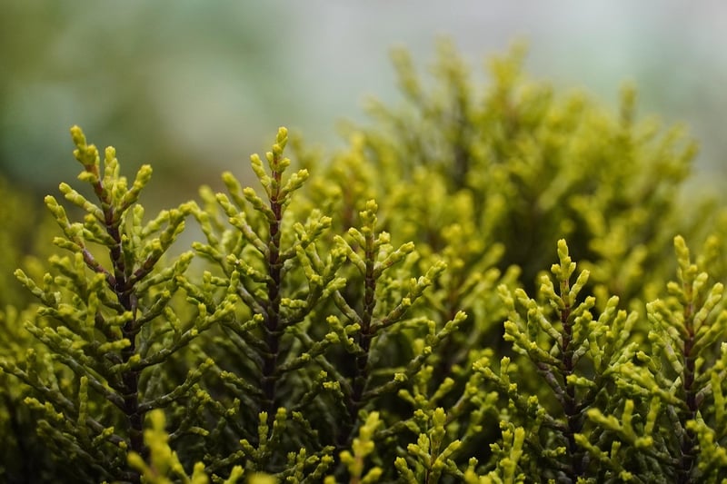 Sorcery Shrubs